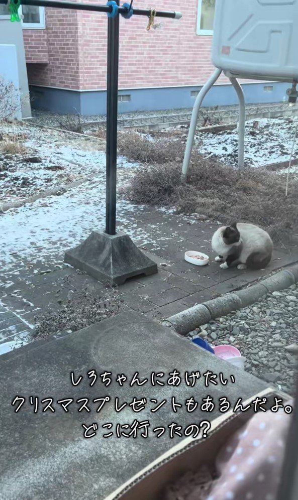 外でごはんを食べているしろちゃん