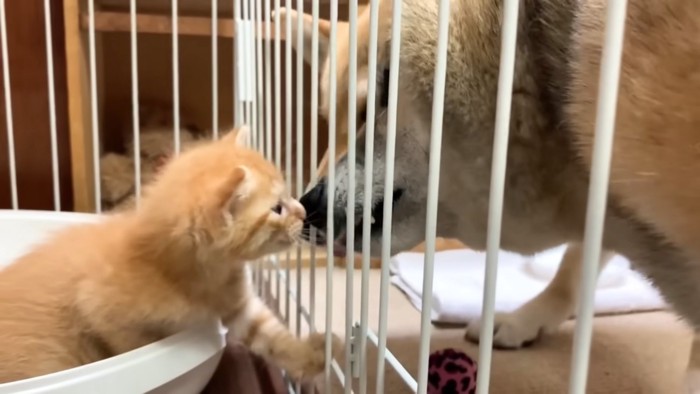 ケージ越しに近づく猫と犬