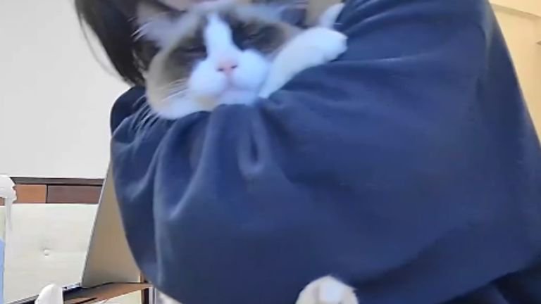 抱っこされている猫