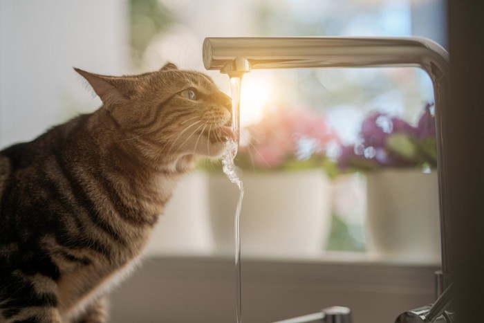 水道から水を飲む猫