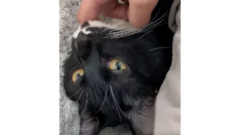 撫でられている猫