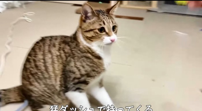 座っている猫