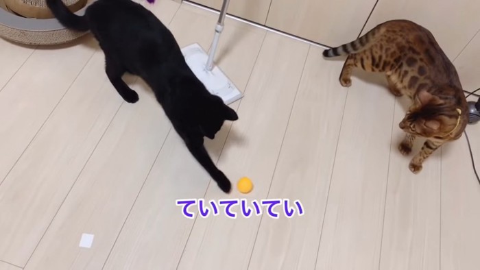 ボールで遊ぶ黒猫