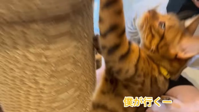 よじ登る黄色の首輪の猫