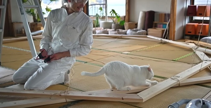 木枠で爪とぎをする白猫