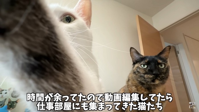「ご飯くれ」