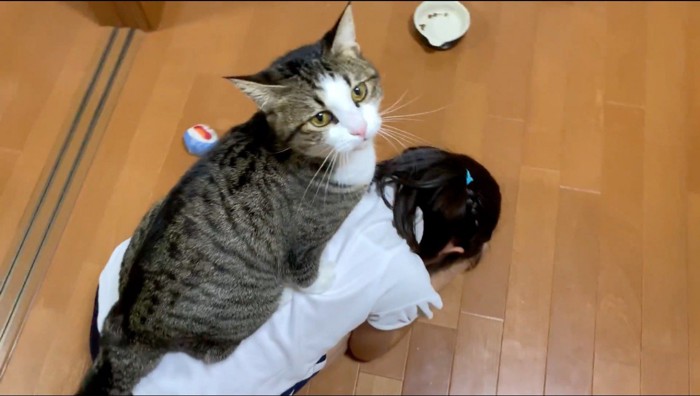 女の子の背中の上に乗る猫