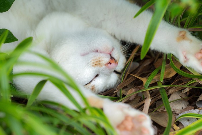 幸せそうに伸びる猫