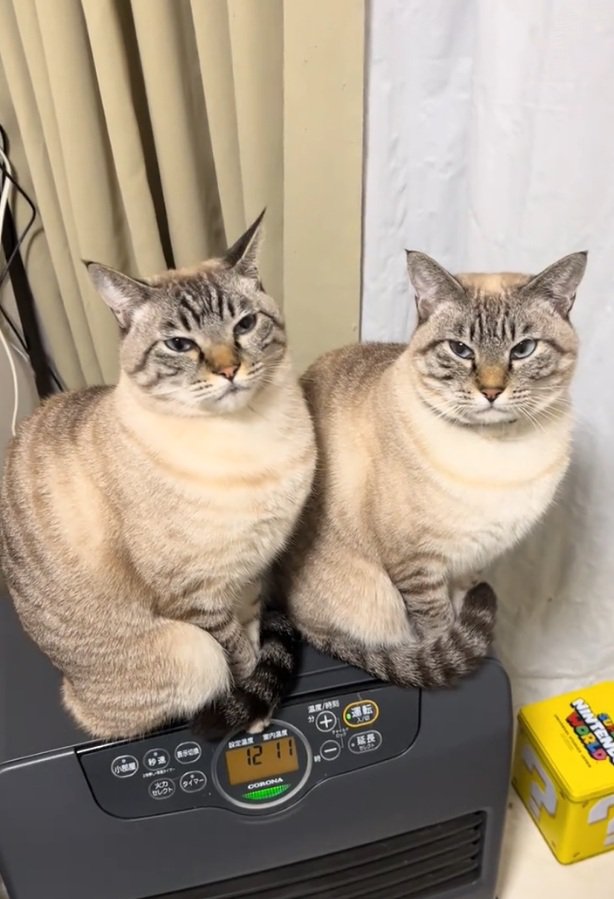 ヒーターに乗る2匹の猫