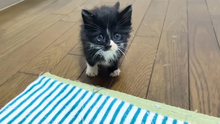 こちらに向かってくる姿