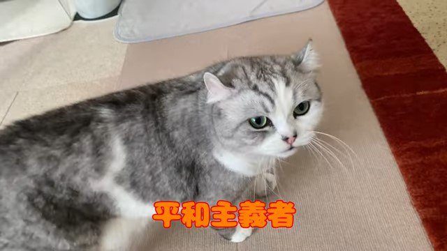 見上げる猫