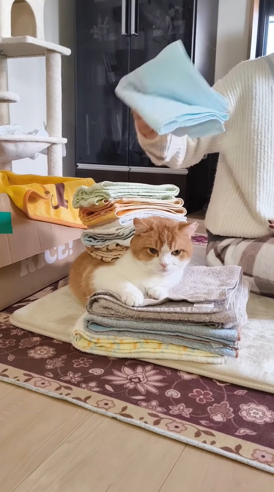 猫の上に畳んだタオルを乗せていく飼い主
