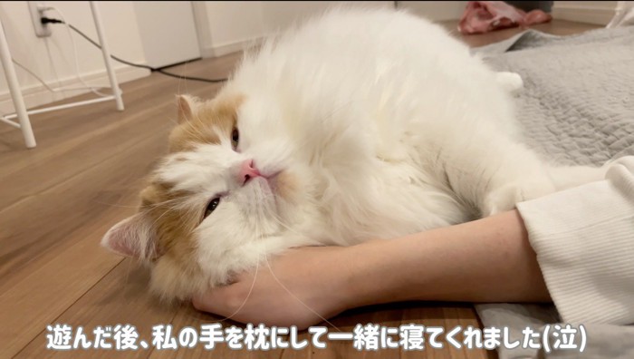 飼い主の手の上に頭を乗せて、目を細める猫