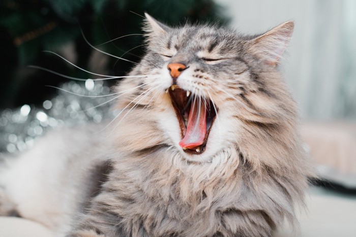 口を開ける猫