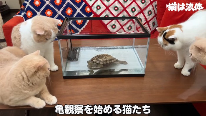 亀を見る4匹の猫