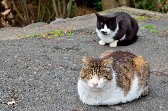 暖をとる二匹の猫