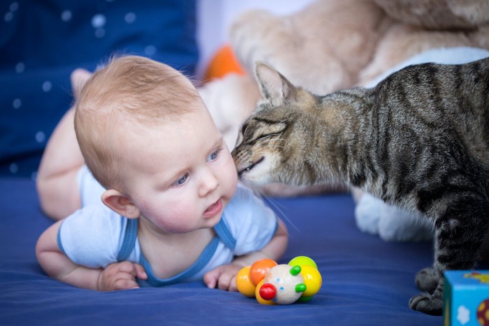 赤ちゃんと猫