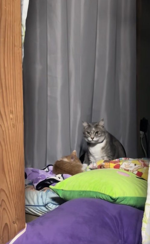 丸くなっている子猫の前でお座りをしているカメラ目線のサバトラ