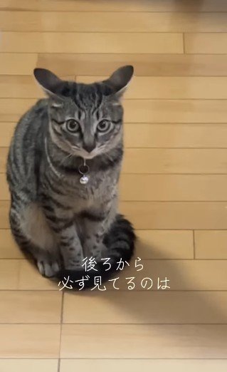 両耳を広げて正面を見る猫