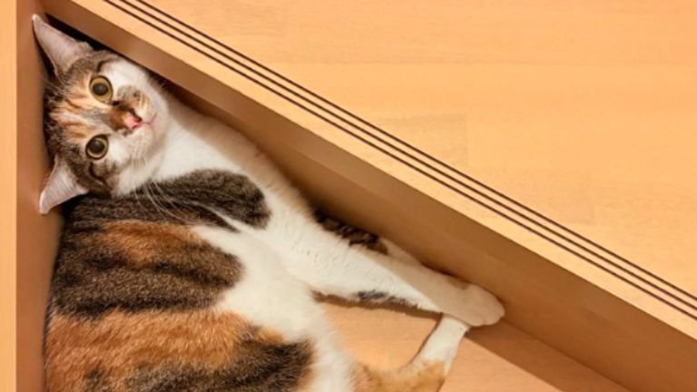 階段にいる猫