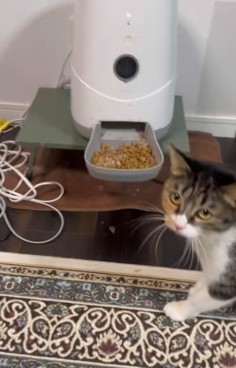 ご飯の前で振り返る三毛猫