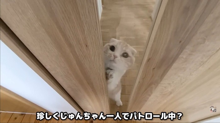 扉ごしの猫