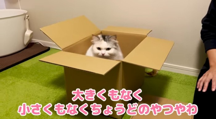 段ボールに入る猫