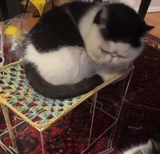 台に座る猫
