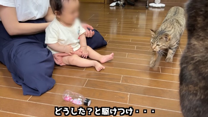 歩いてきた猫