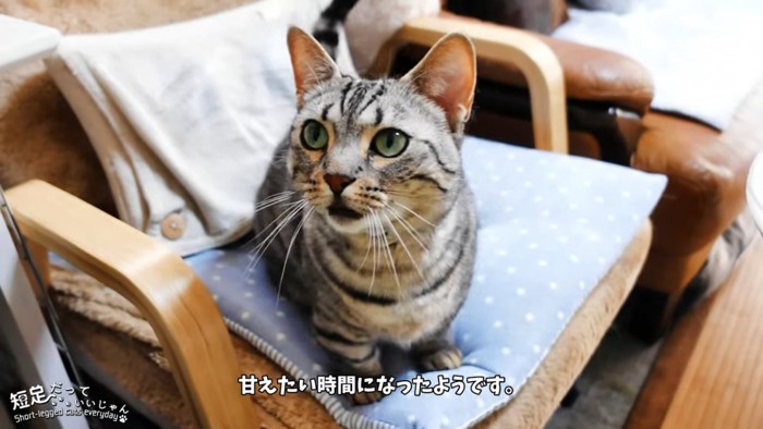 座って鳴く猫