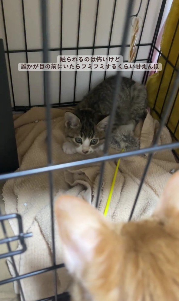 子猫を見守るこたろうくん