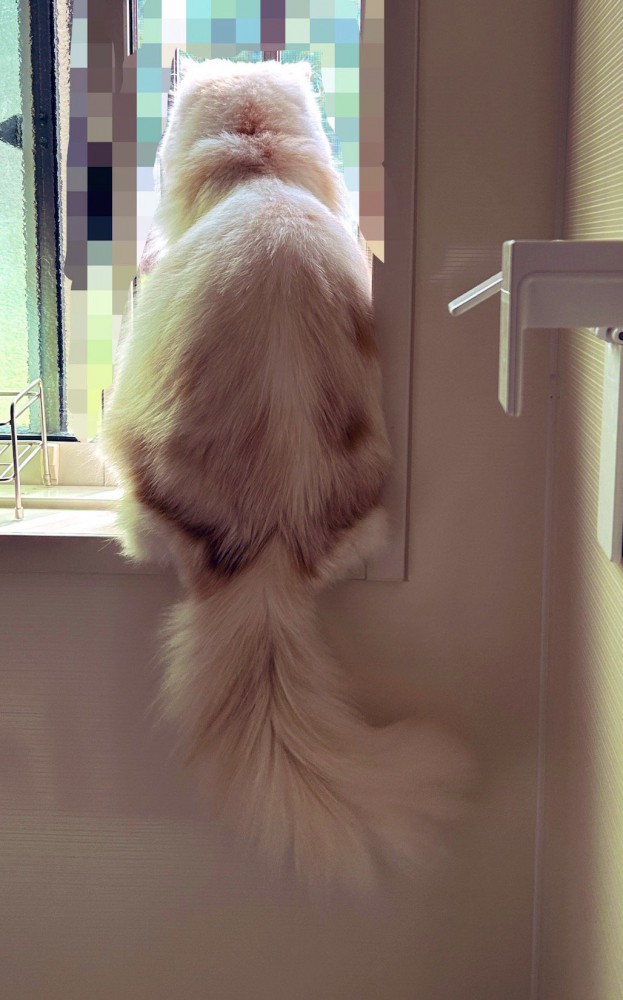 窓枠に座る猫