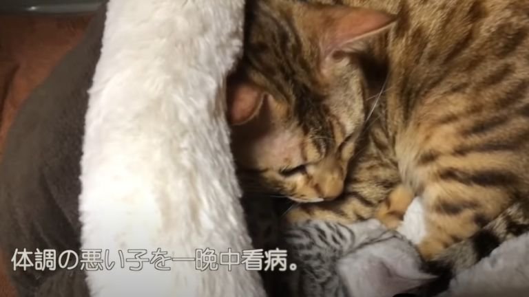 子猫と一緒に眠る父猫