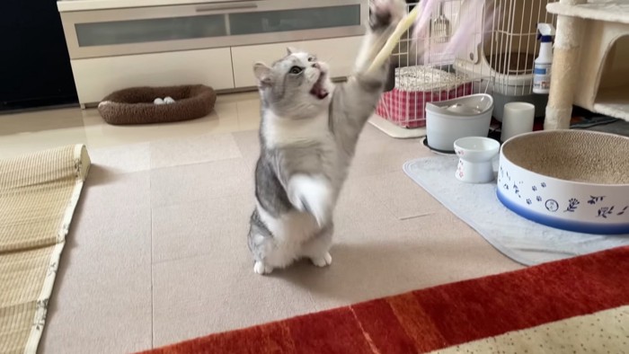 おもちゃで遊ぶ猫