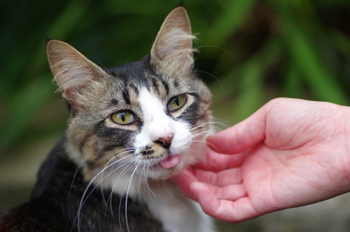 おどける猫