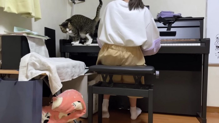 ピアノの左端の猫