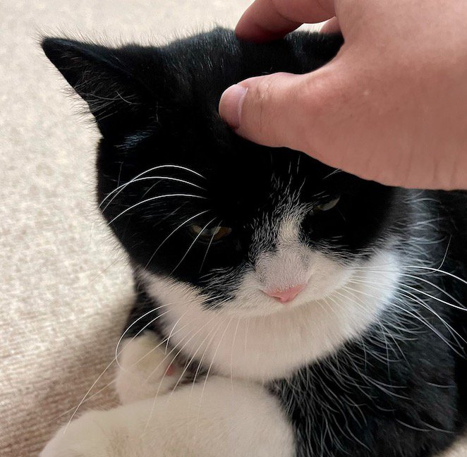 飼い主を上目遣いで見つめる猫