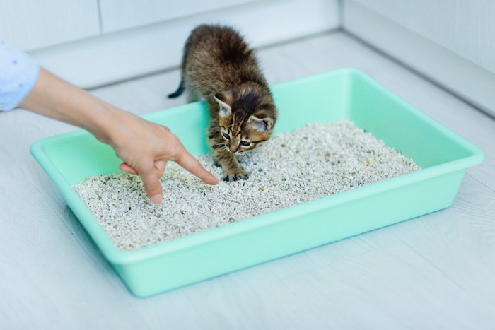 猫のトイレを指示する人間