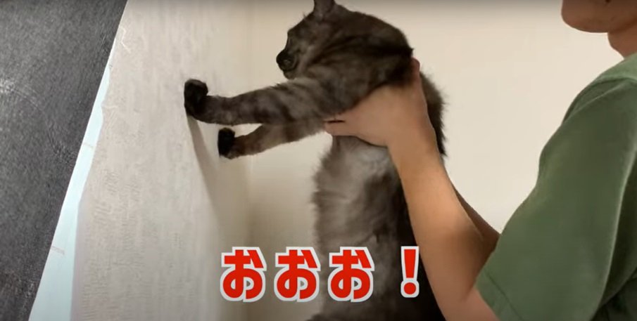 サビ猫