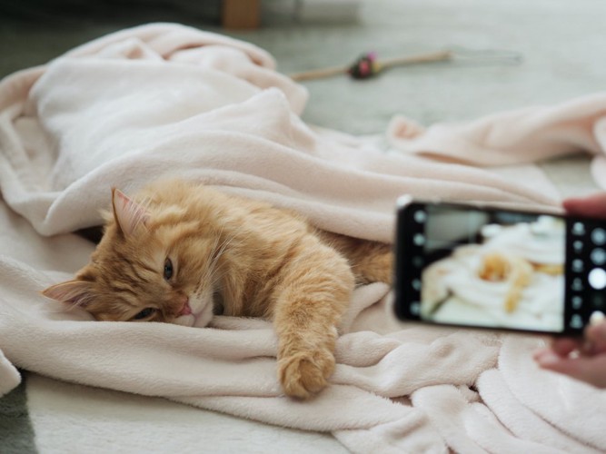 寝ている猫をスマホで撮影する人の手