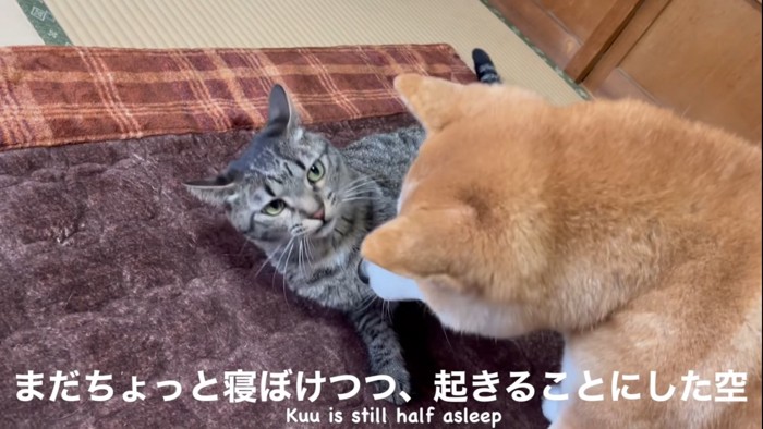 犬と見つめ合う猫