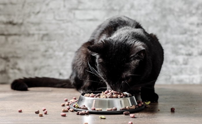 カリカリを食べる黒猫