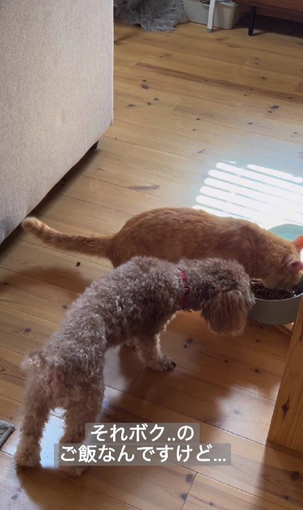 犬のごはんを食べる猫