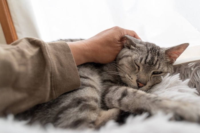 撫でられている猫