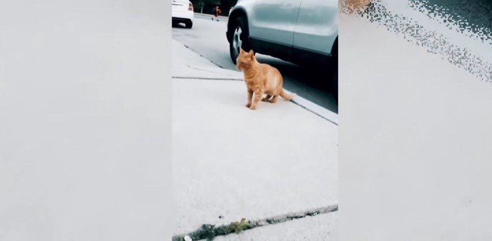 車の横に茶トラ猫