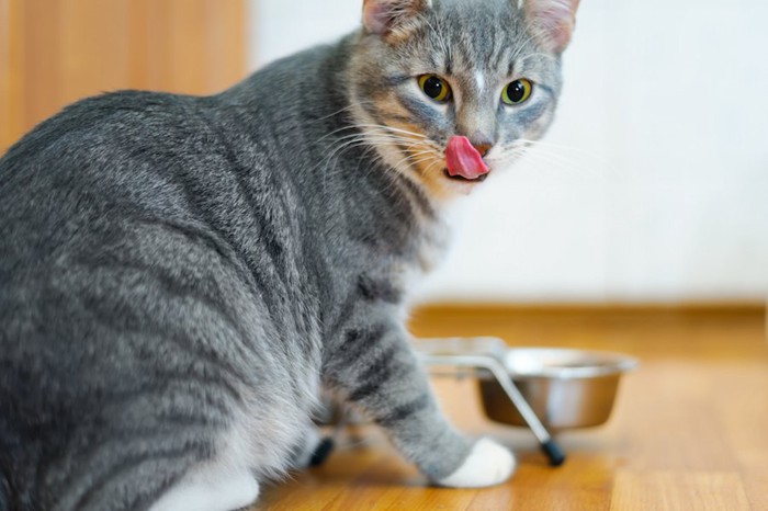 食後に口周りを舐めながら振り返る猫