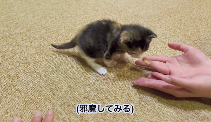 飼い主さんによる妨害行為