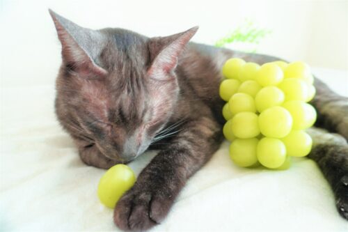 マスカットの匂いを嗅ぐ猫