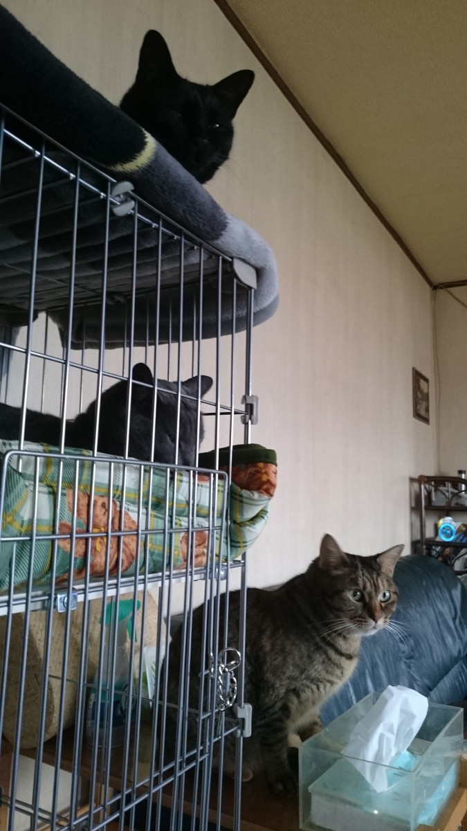 ケージの中と猫3ショット