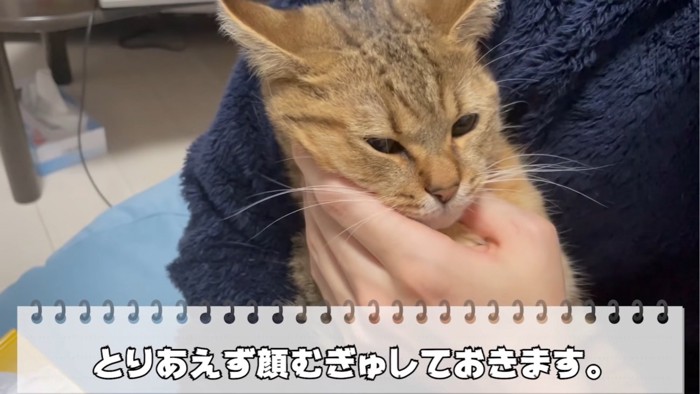 顔をむぎゅっとされる猫